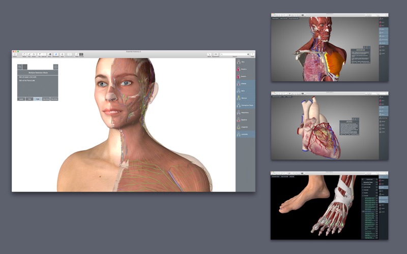 essential anatomy 3 free download mac